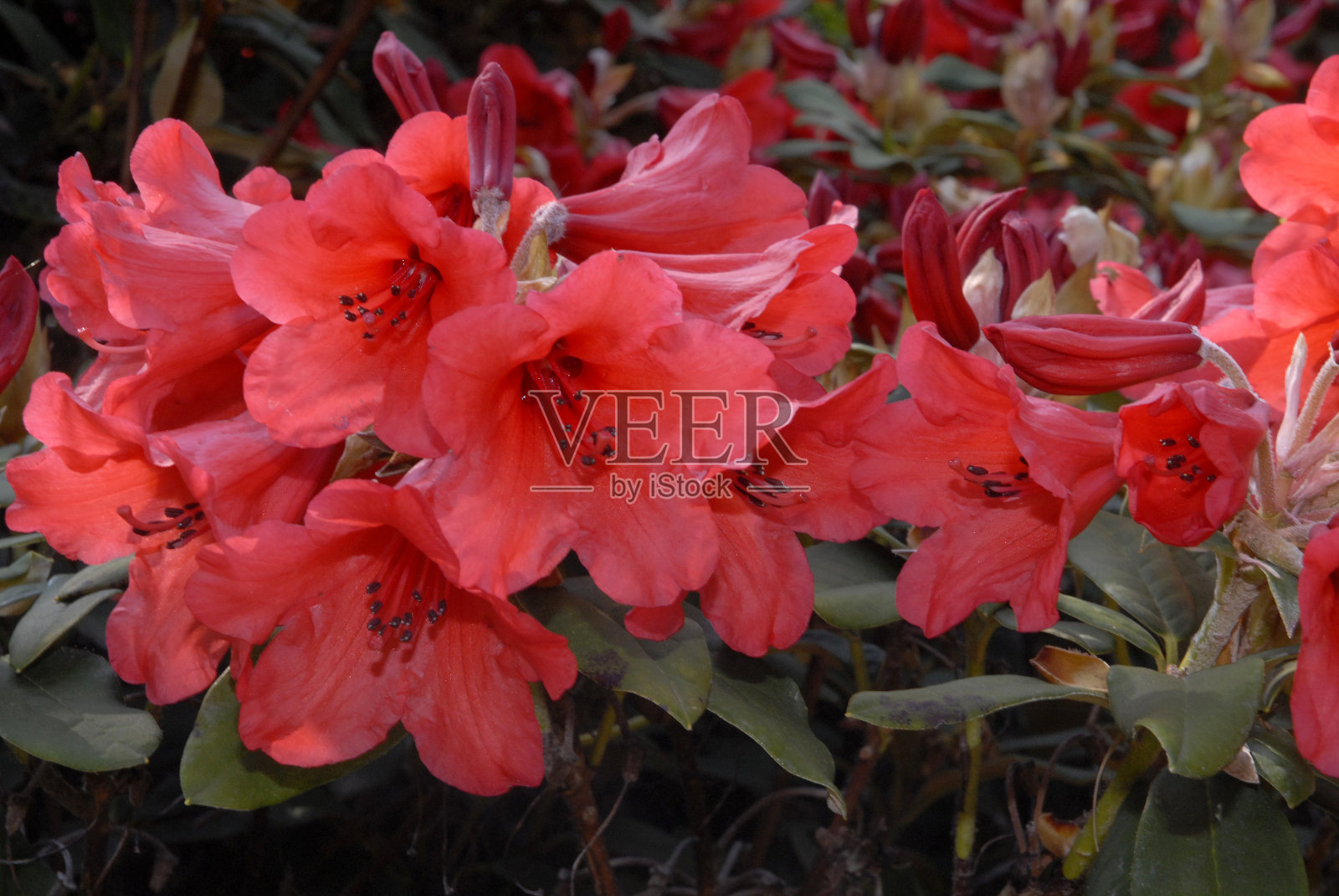 杜鹃照片摄影图片