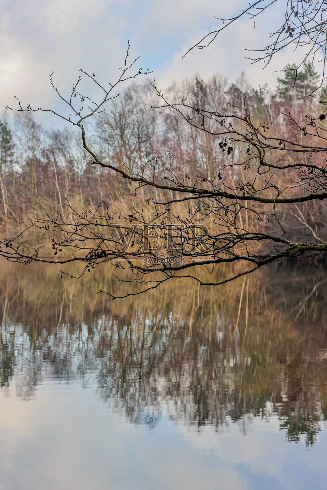 在Dal van de Roodebeek，裸露的树枝在湖面上的反射和树木的背景上的特写照片摄影图片