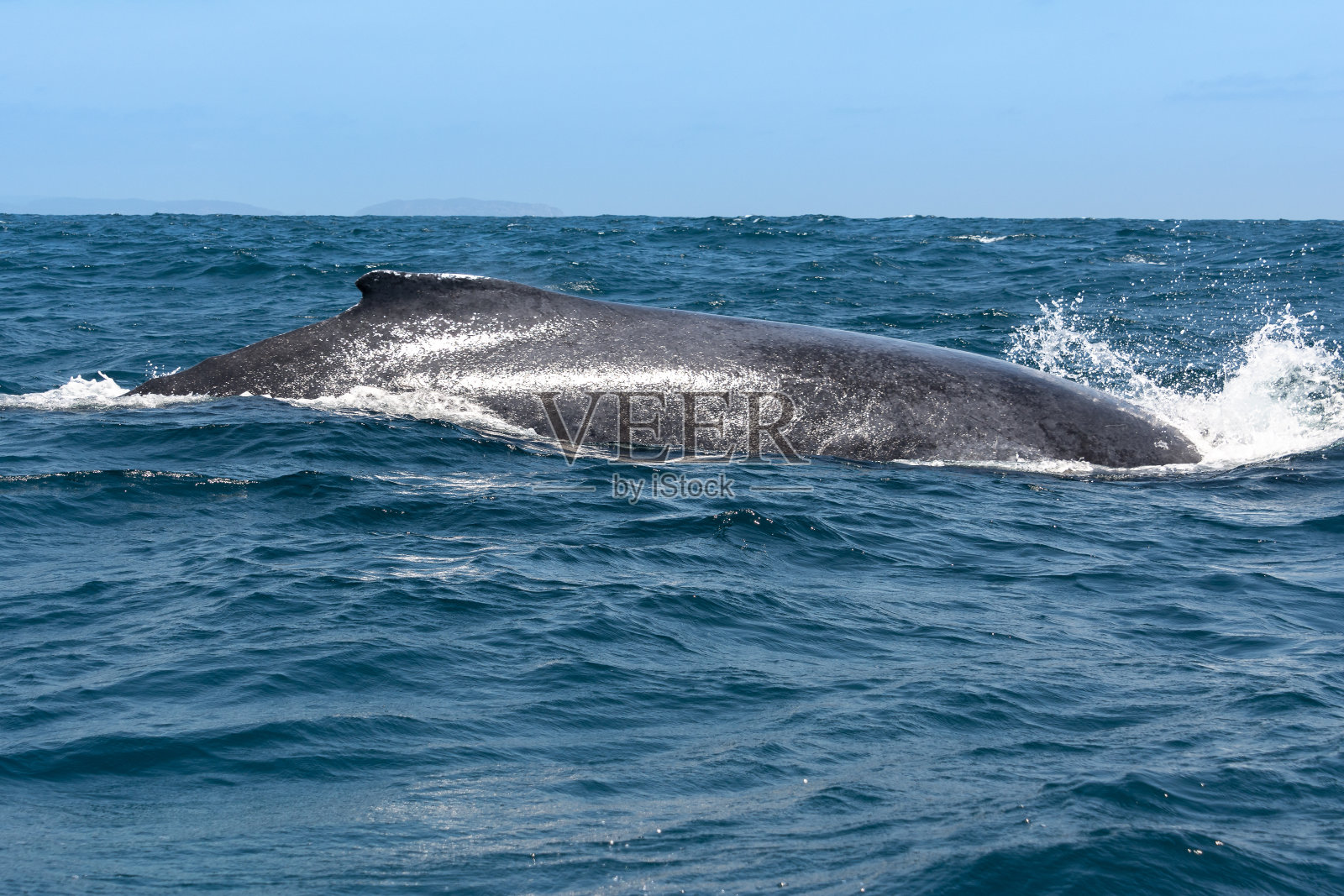 座头鲸在厄瓜多尔马凯里亚国家公园航行照片摄影图片