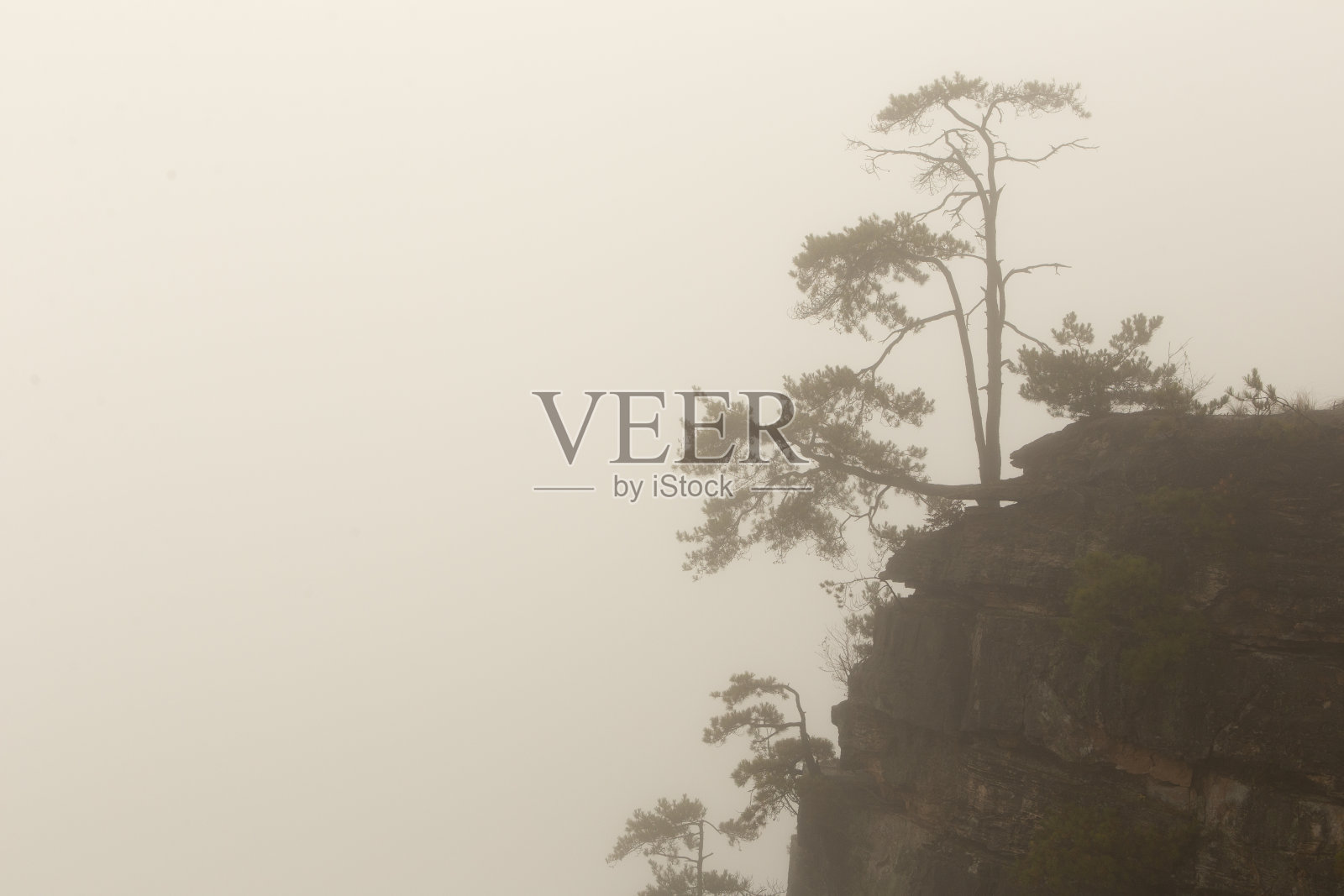 张家界树悬崖照片摄影图片