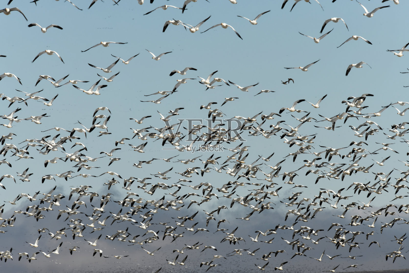 雪雁照片摄影图片