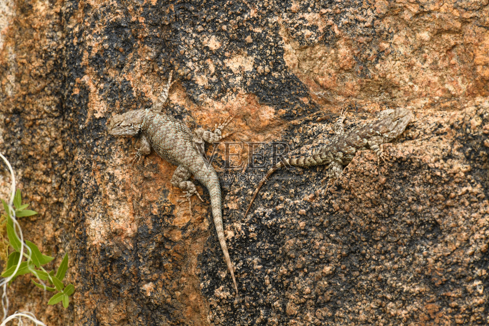 克拉克的灌木林蜥蜴照片摄影图片