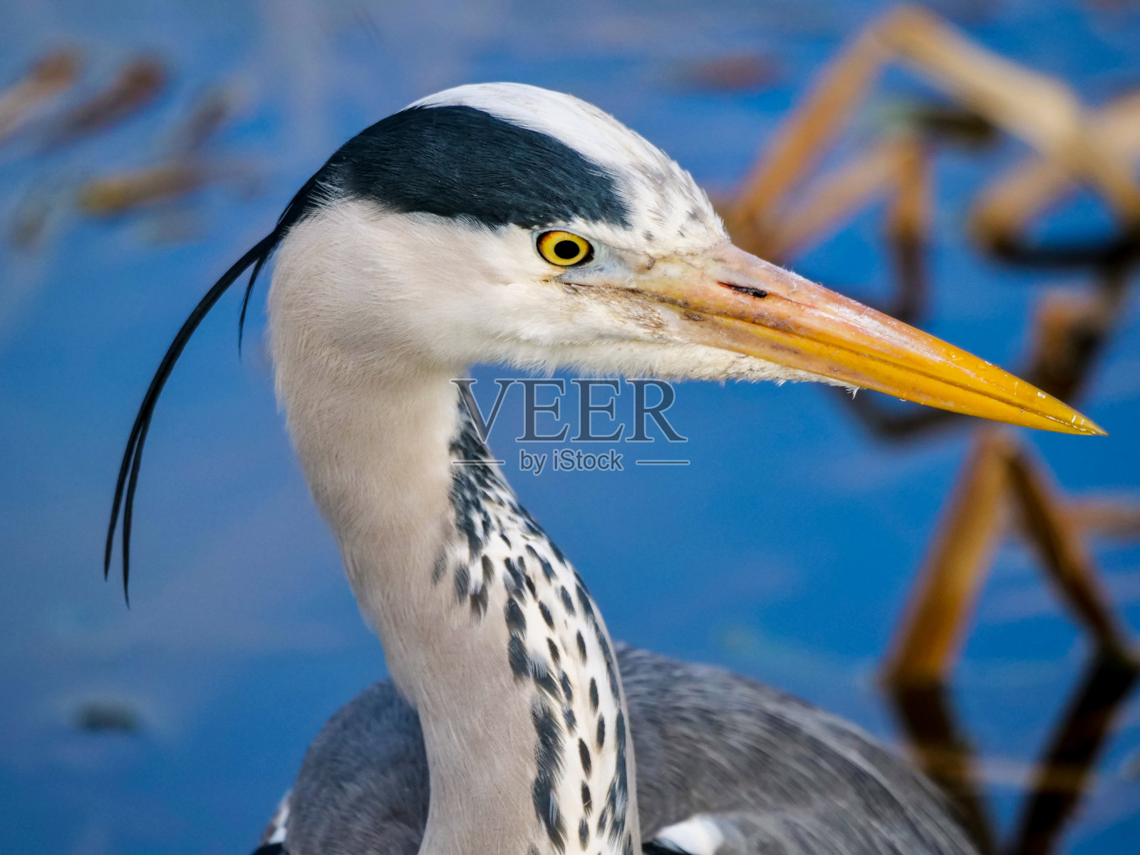 近距离拍摄苍鹭的头像照片摄影图片