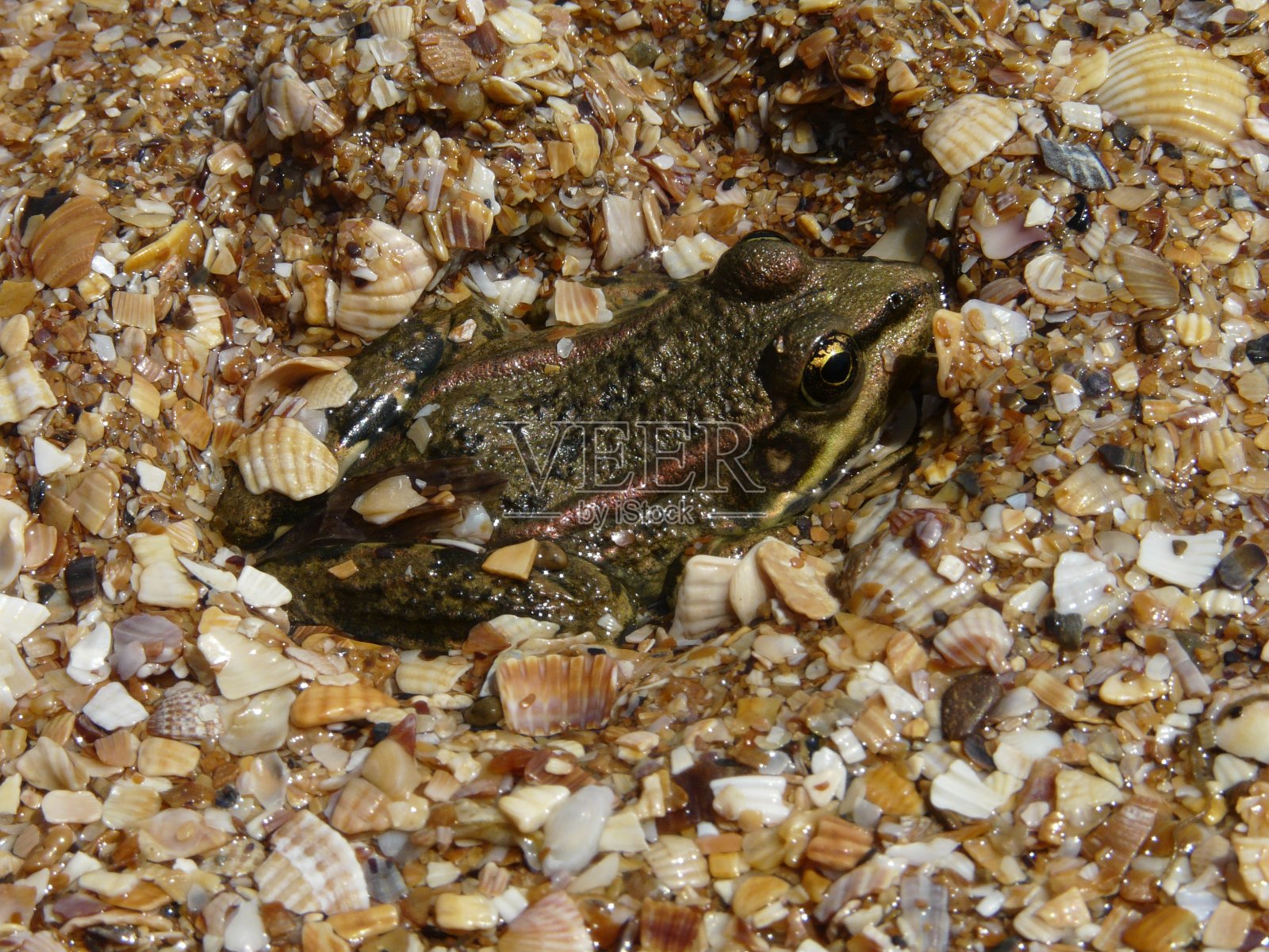 青蛙照片摄影图片