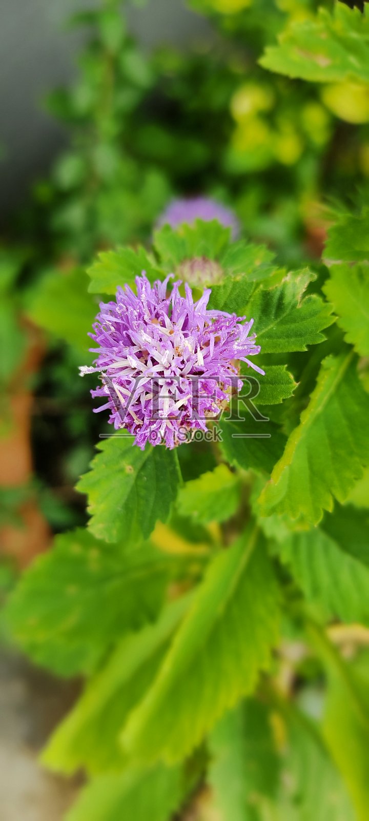紫色的花照片摄影图片