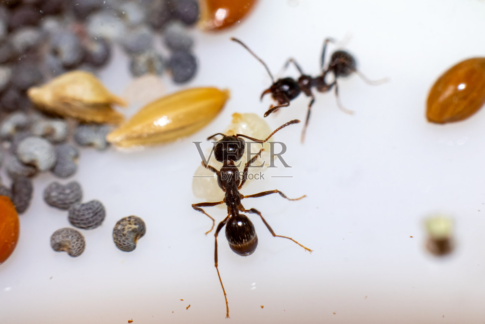 年轻的棕色蚂蚁和一个幼虫照片摄影图片