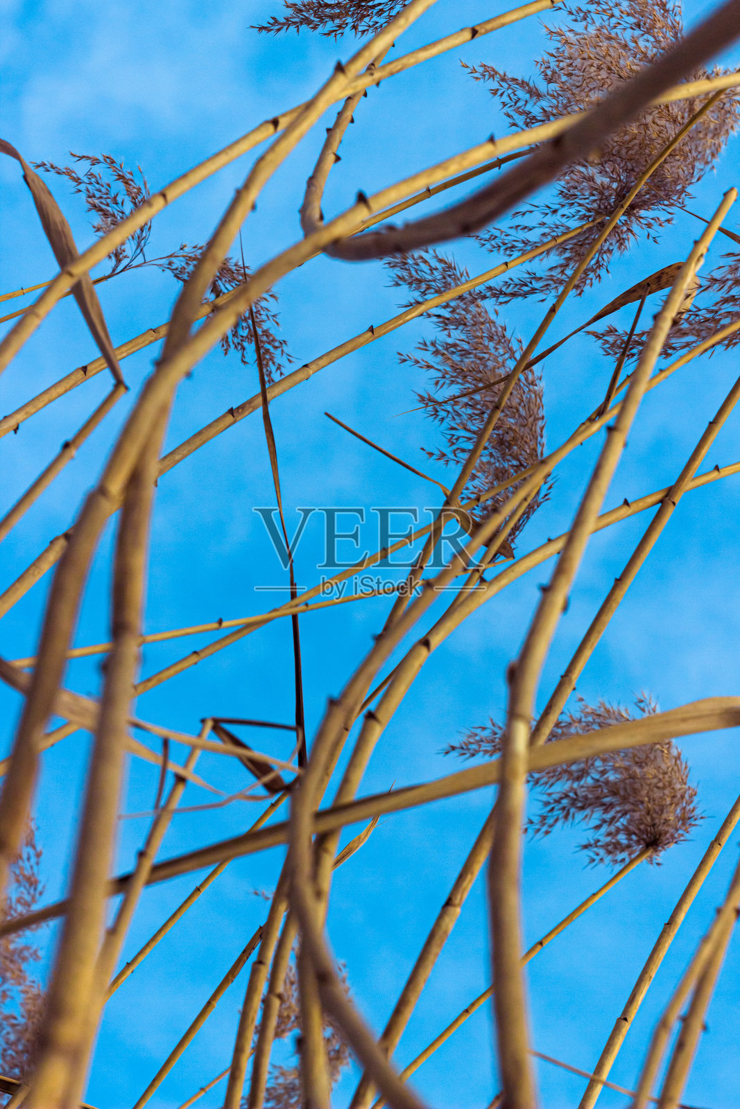 干燥的芦苇茎和蓝色的天空为背景照片摄影图片