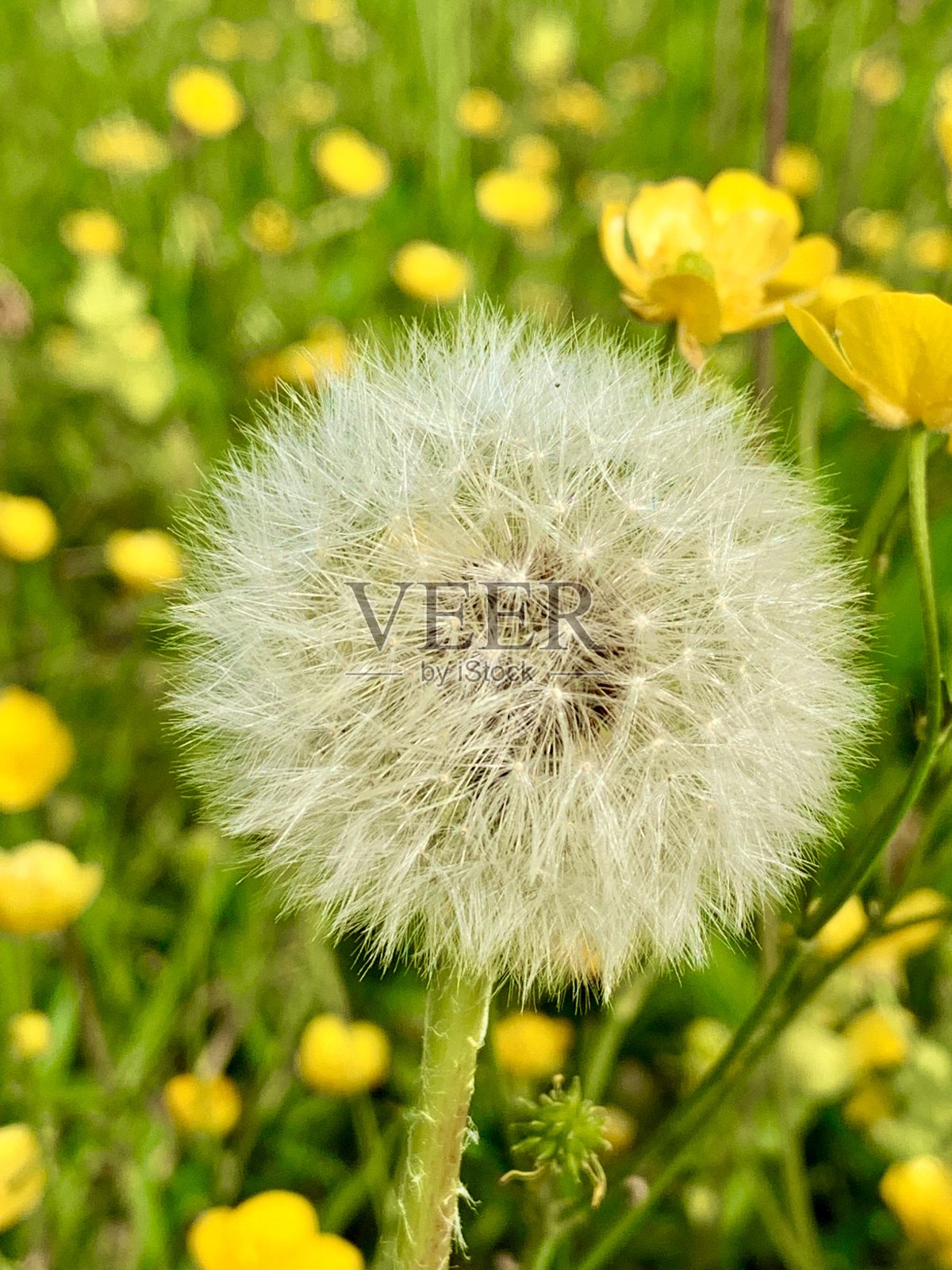 蒲公英照片摄影图片