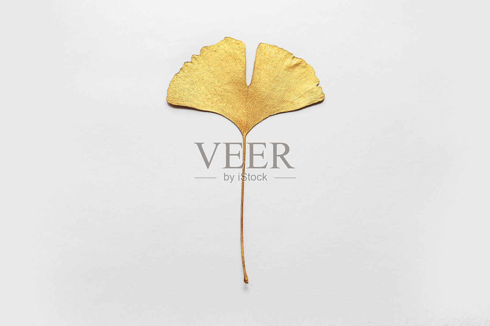 黄色、金黄、绿色、黑色的叶子在背景上照片摄影图片