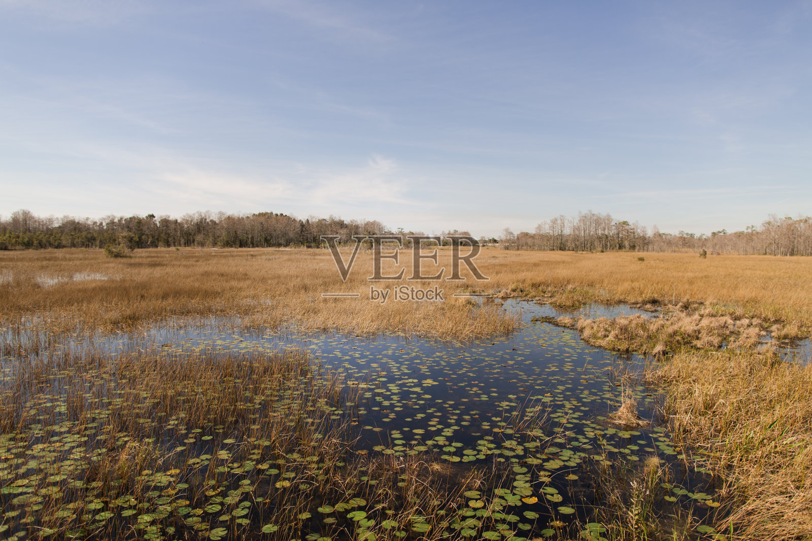 2021年2月佛罗里达州西北湖的自然步道景观照片摄影图片