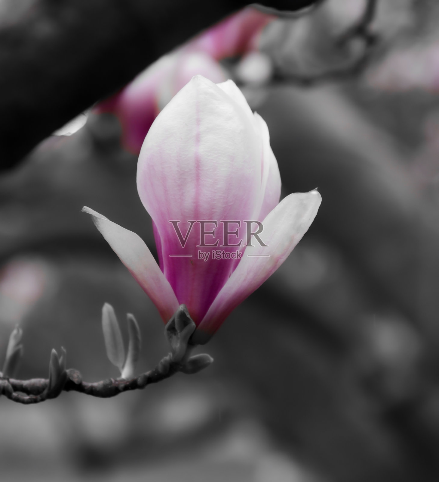 木兰树花盛开照片摄影图片