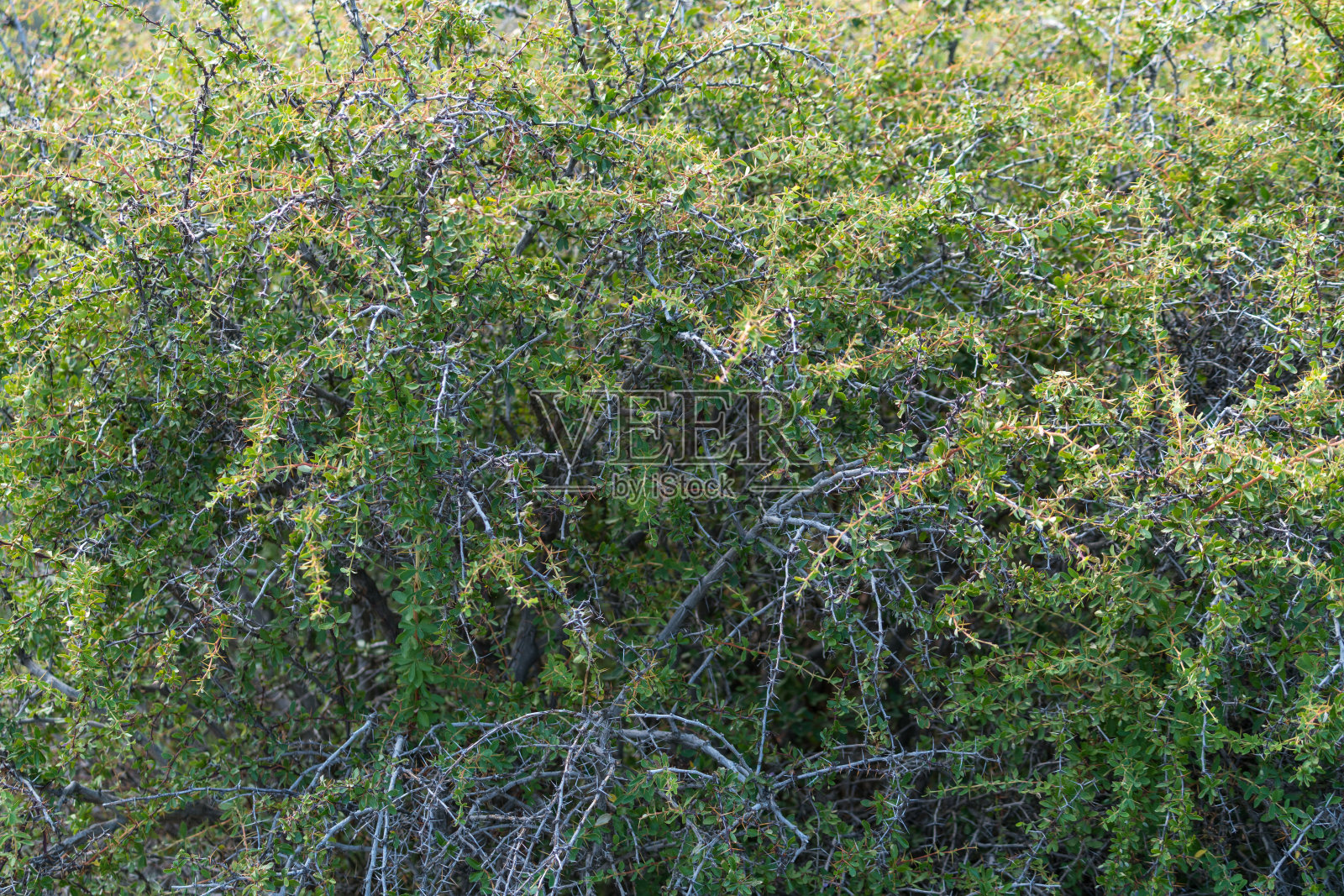 西班牙南部内华达山脉的一种灌木照片摄影图片