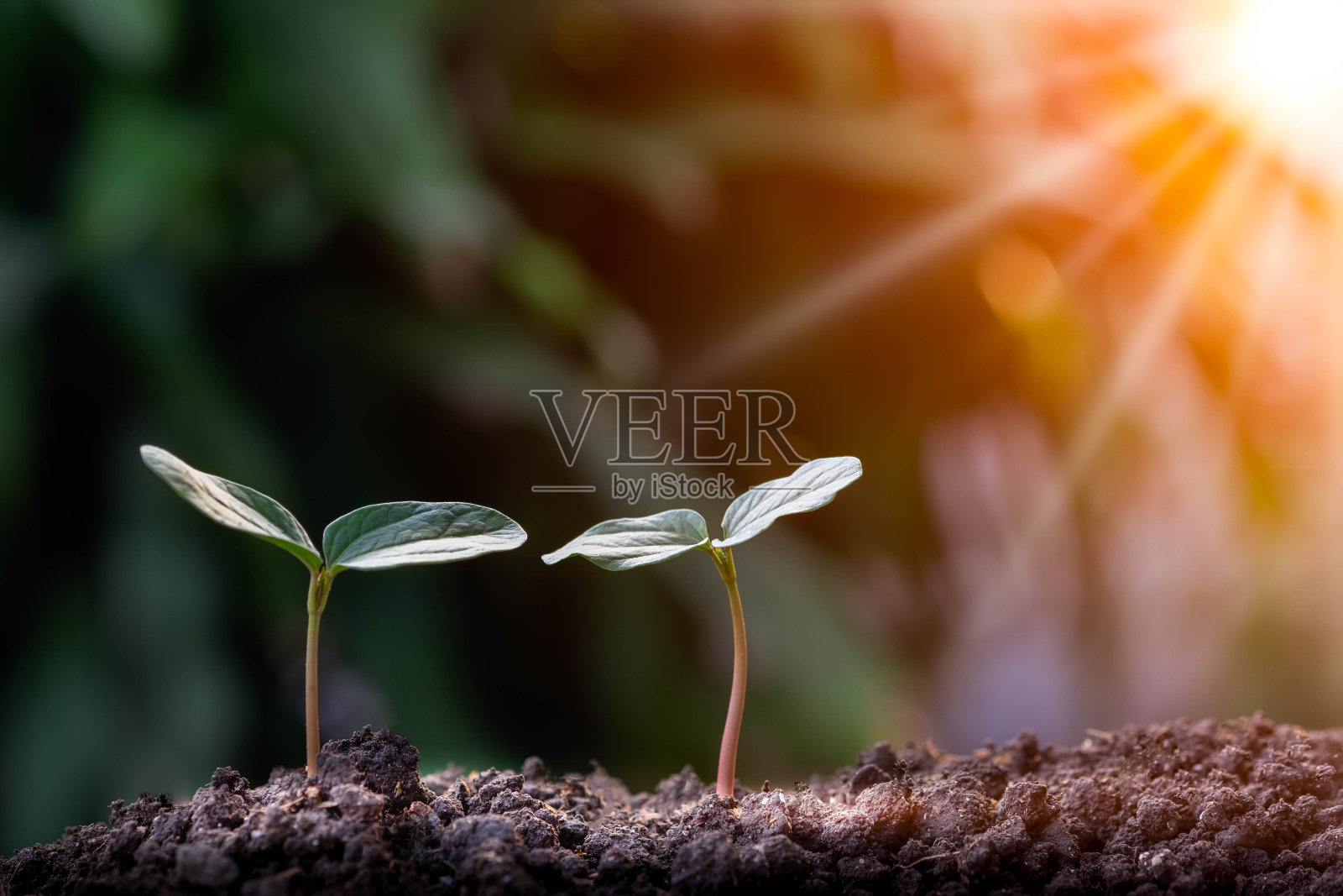 农业，在早晨的阳光和绿色模糊的背景下，幼年植物的生长顺序。自然生态与生长概念。萌发的幼苗从种子上长出带有拷贝空间的阶梯苗。照片摄影图片
