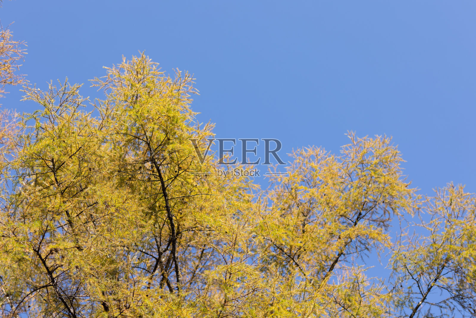 落叶松照片摄影图片