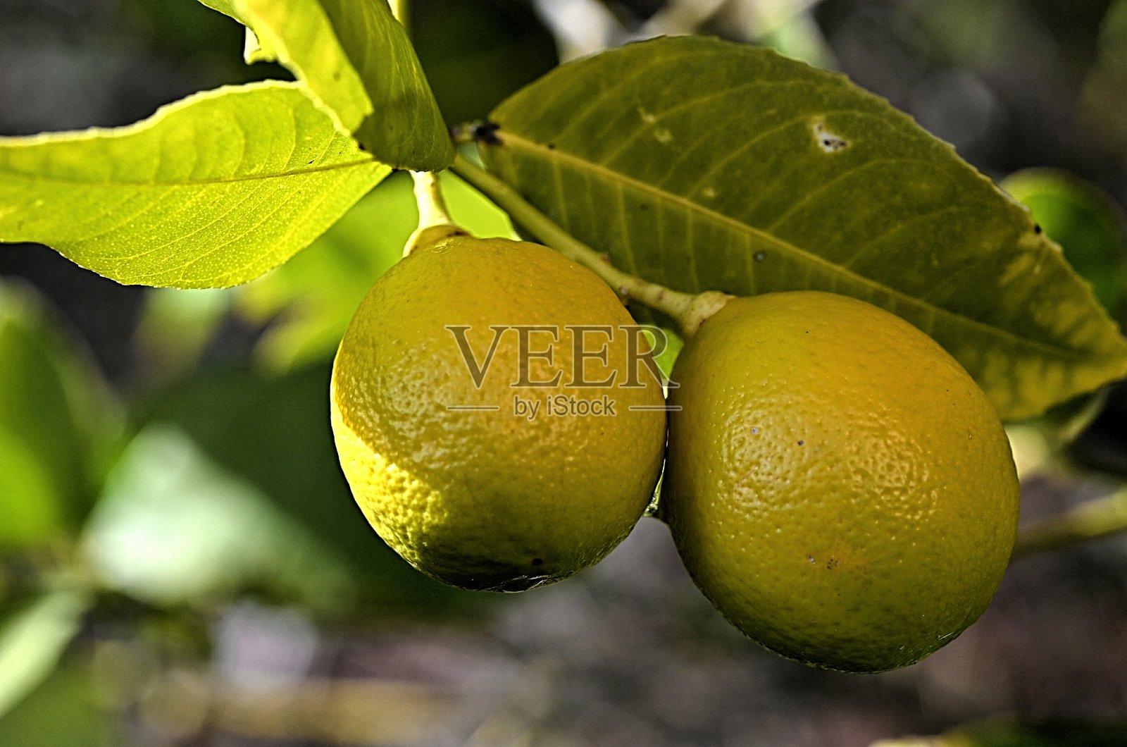 柠檬水果照片摄影图片