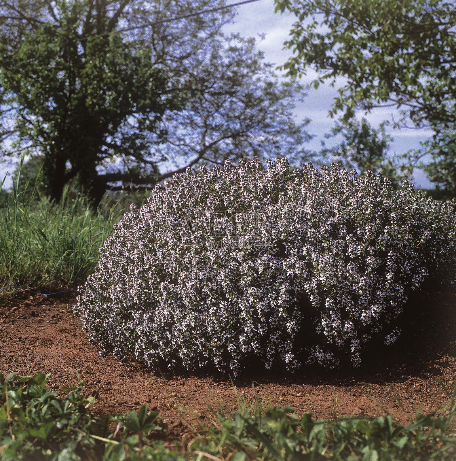 百里香照片摄影图片