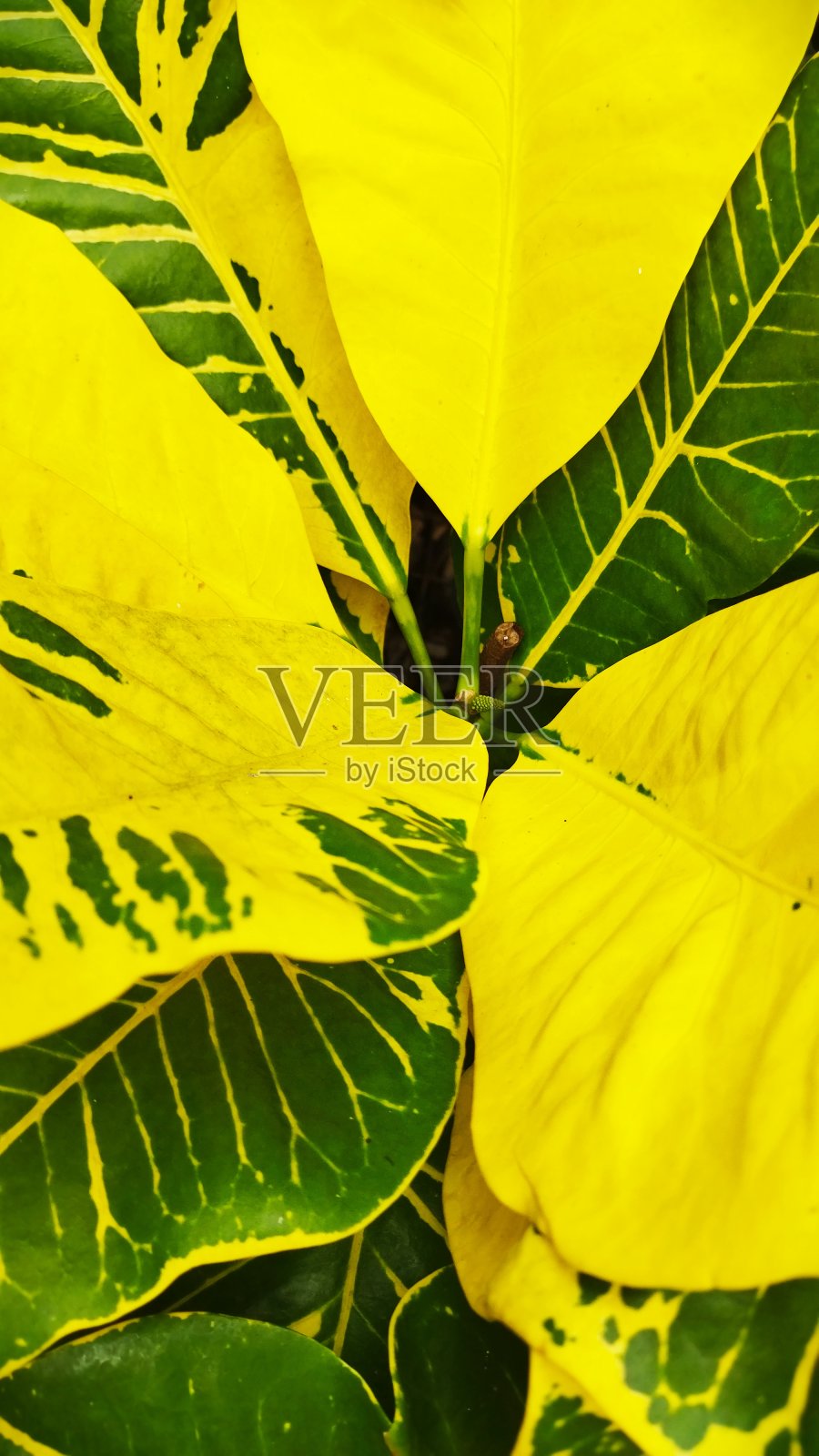叶纹绿黄照片摄影图片