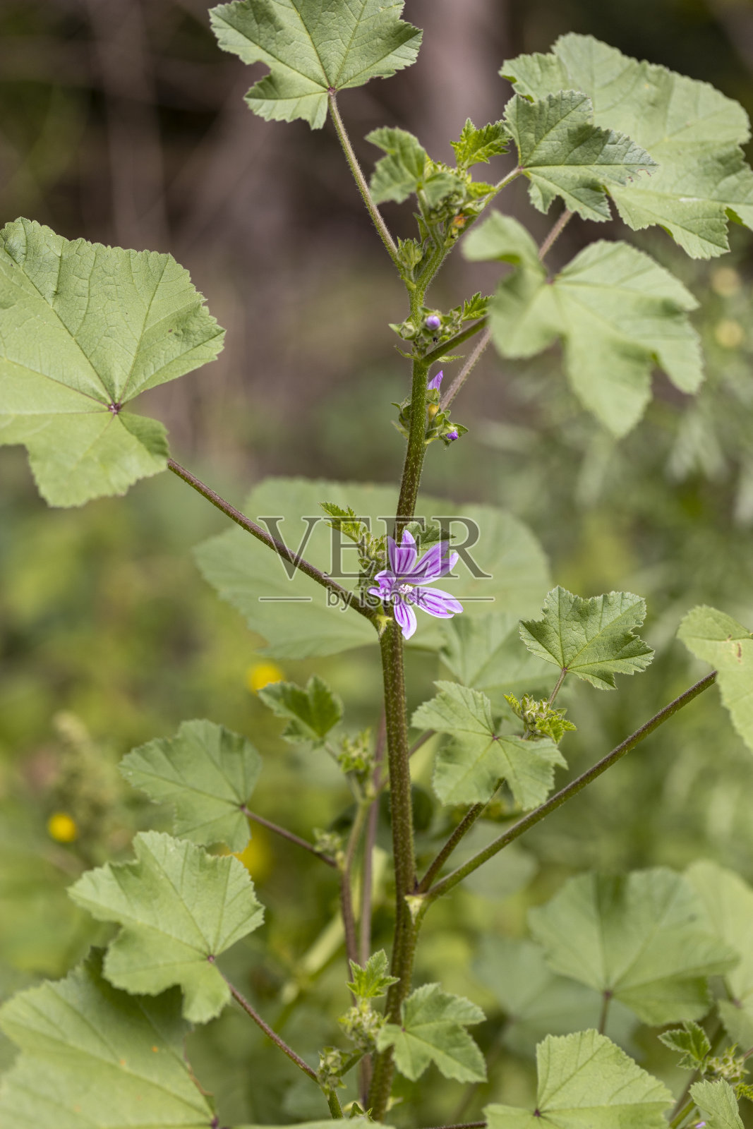 微距摄影的自然花卉与伟大的细节捕捉微距镜头照片摄影图片
