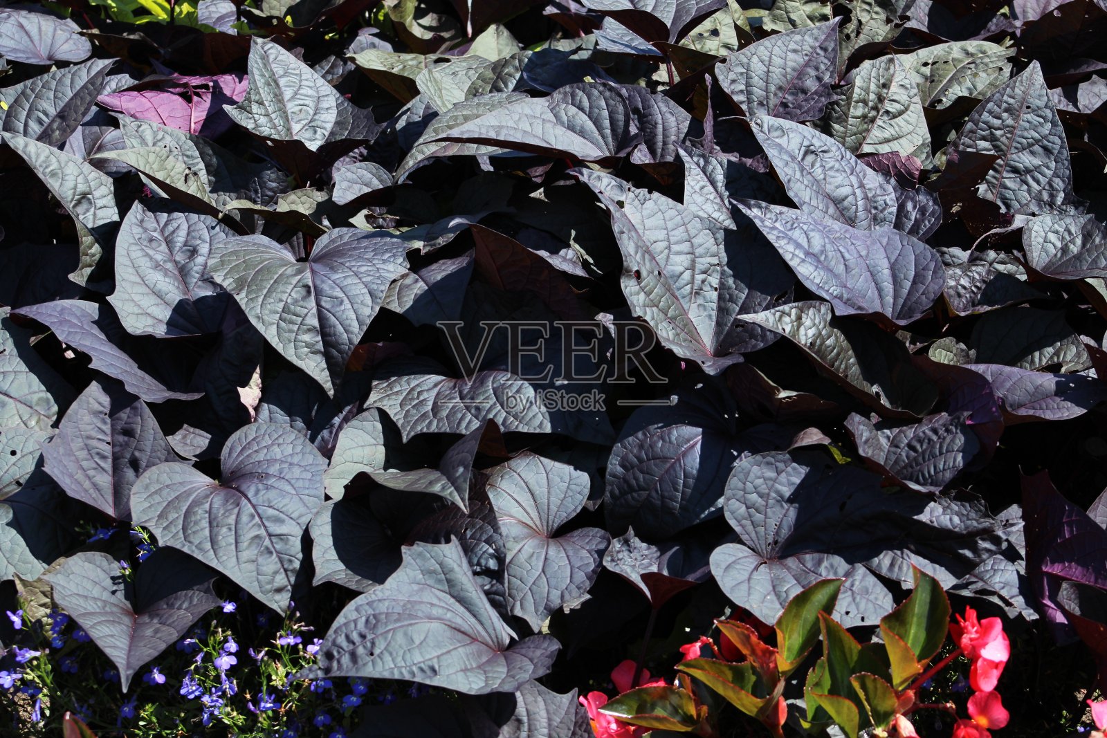 艾薇照片摄影图片