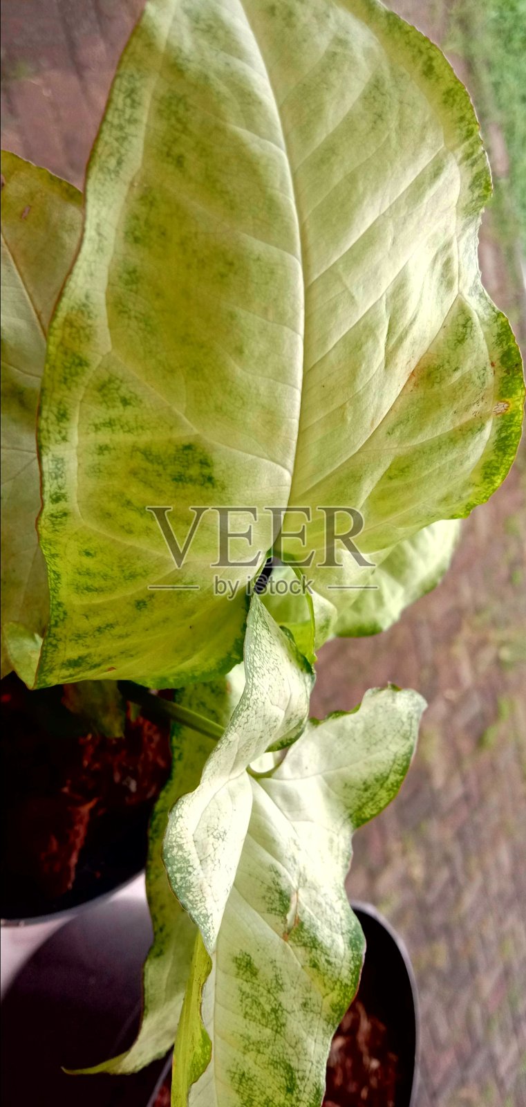 开花植物照片摄影图片