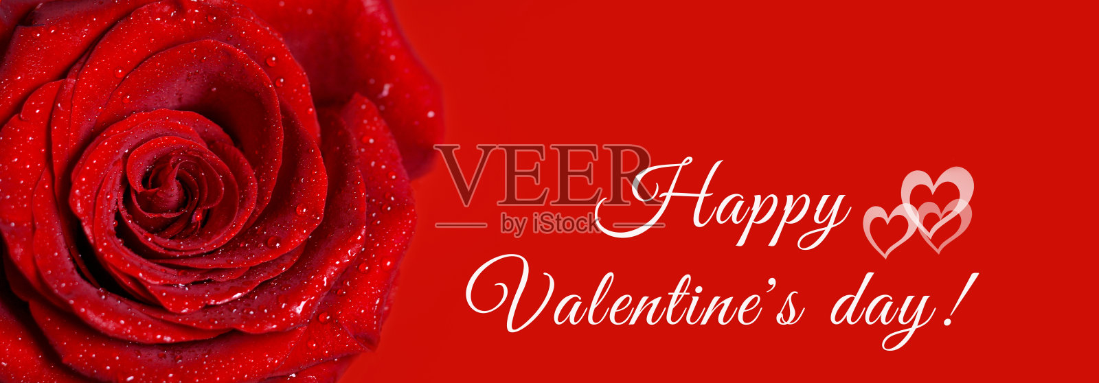 带有水滴的红玫瑰的微距图像。为文本复制空间。横幅。情人节快乐照片摄影图片