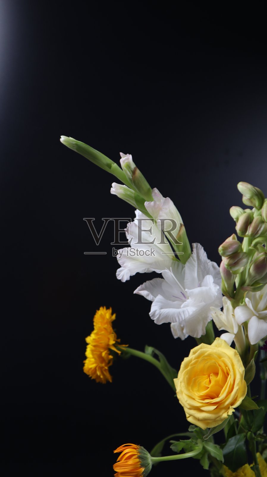 花卉摄影照片摄影图片