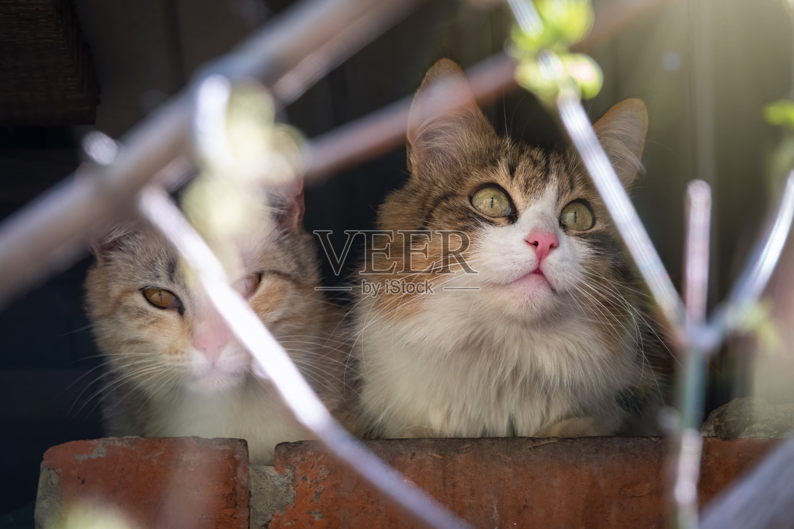 废弃大楼里的两只流浪猫照片摄影图片