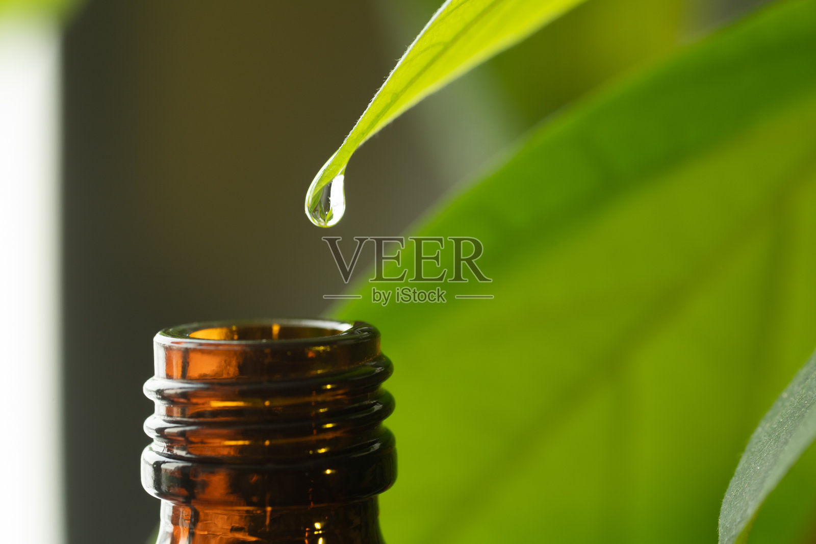 草药，替代药油从一片叶子滴到瓶中，有拷贝空间照片摄影图片