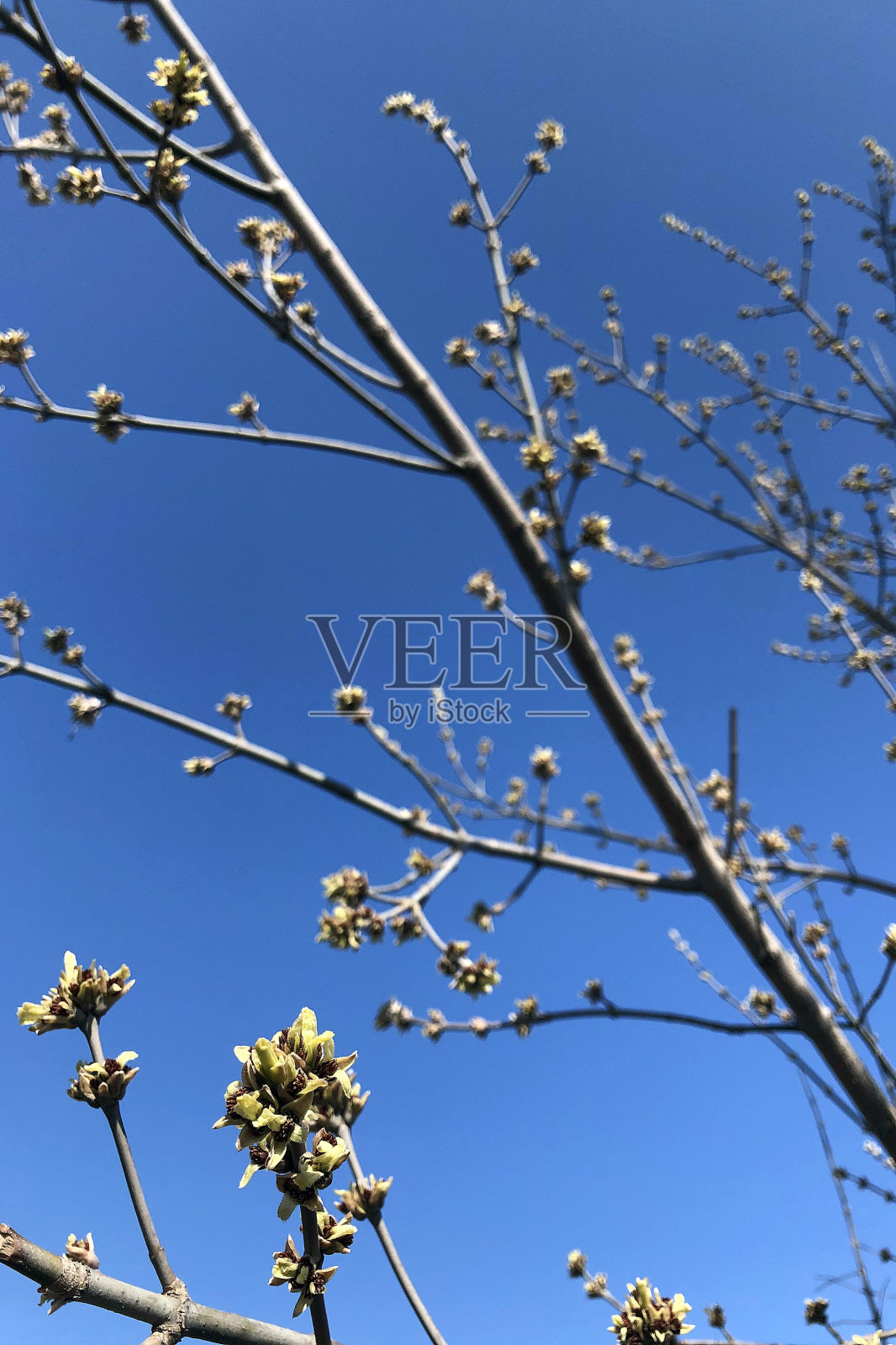 光秃秃的树木和树枝映衬着蓝天。冬天的树枝剪影和彩云。自然景观照片摄影图片