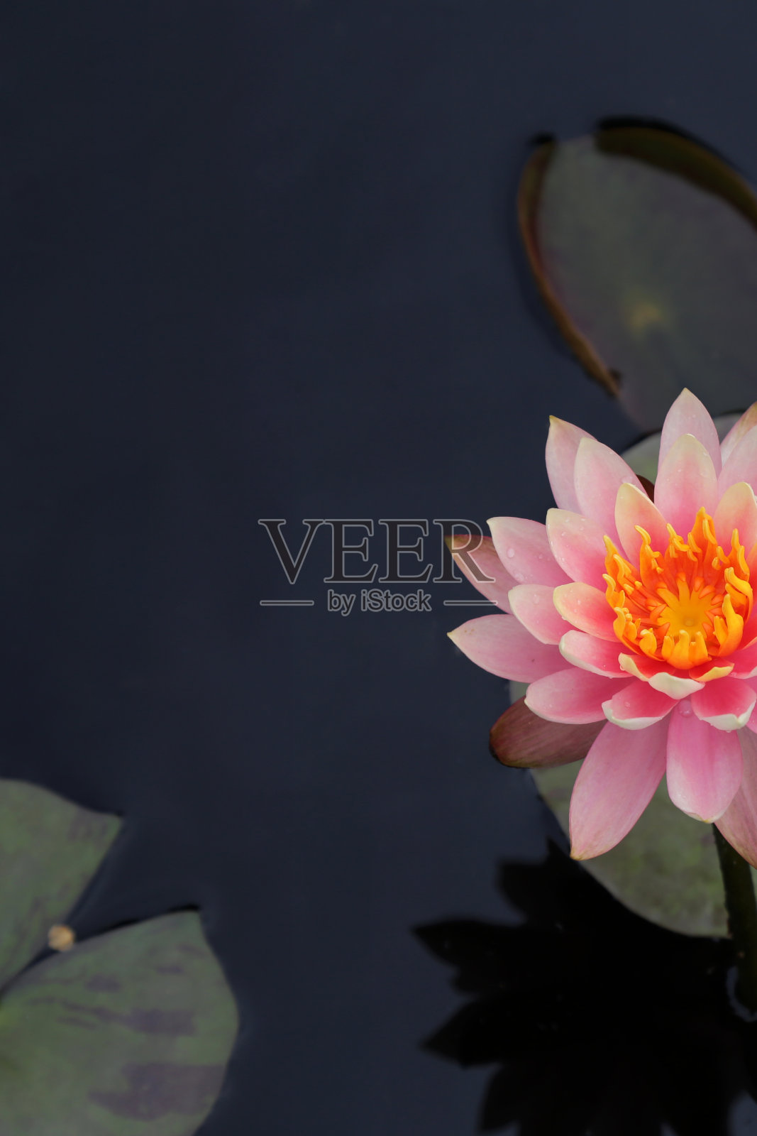 粉红色的莲花照片摄影图片