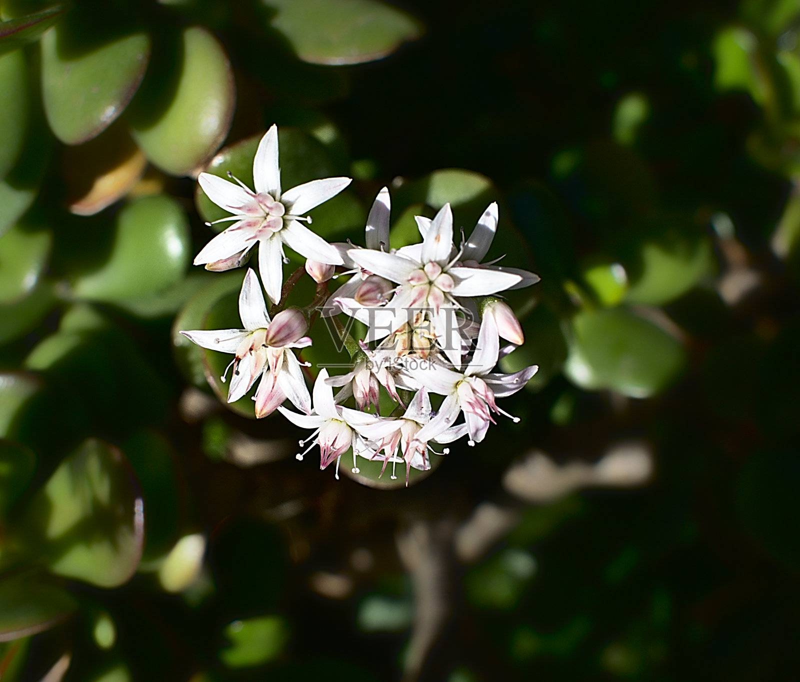 城市公园里的一朵白花照片摄影图片