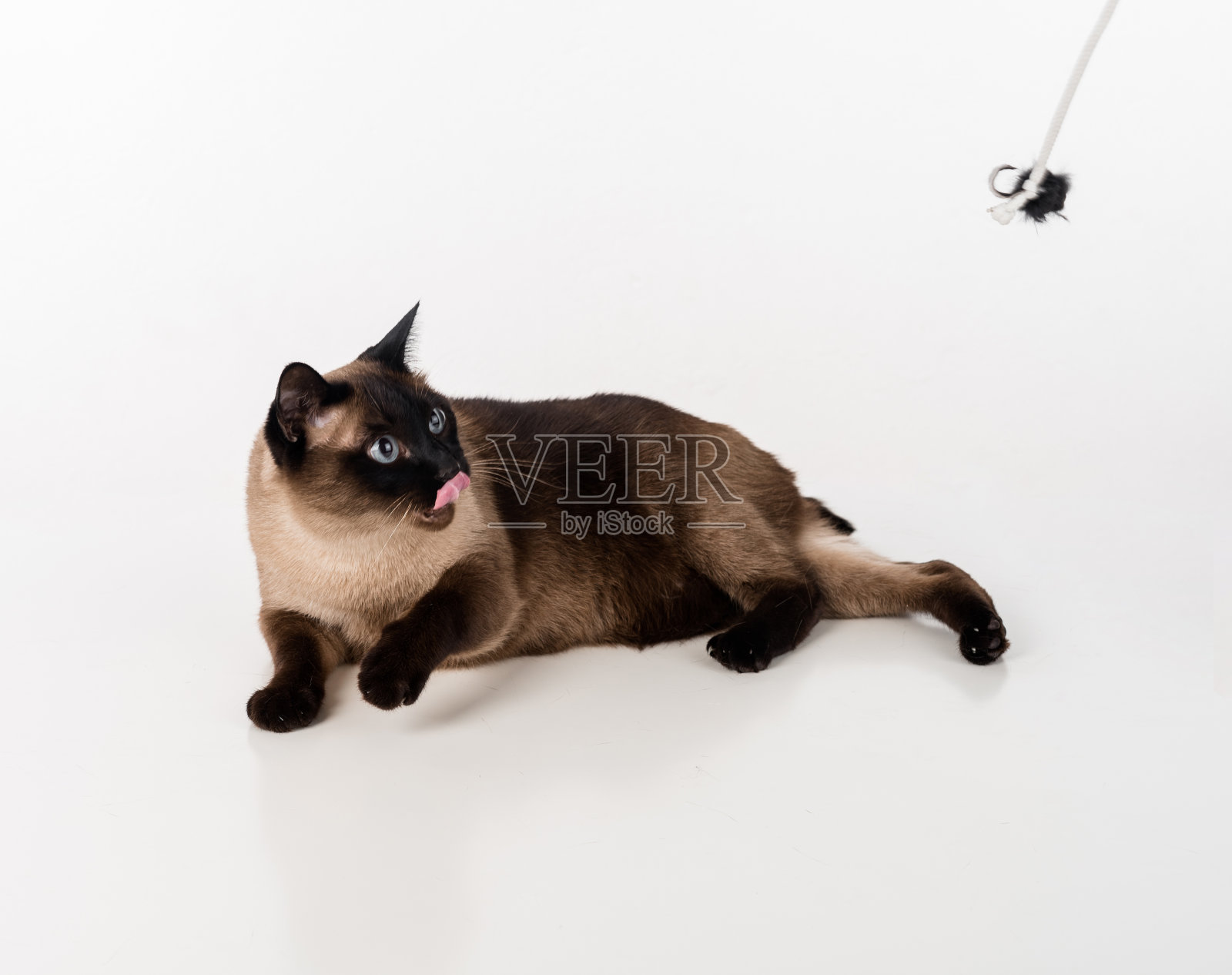 暹罗猫躺在白色的桌子上玩绳子。白色背景。张开嘴照片摄影图片
