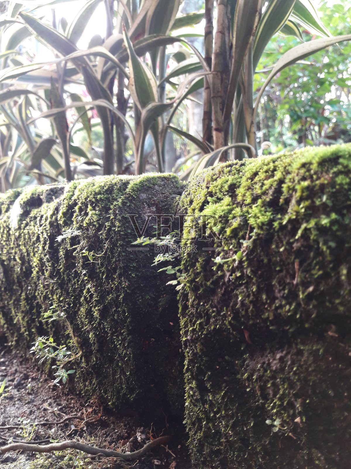 苔藓生长在岩石上，以植物为背景照片摄影图片