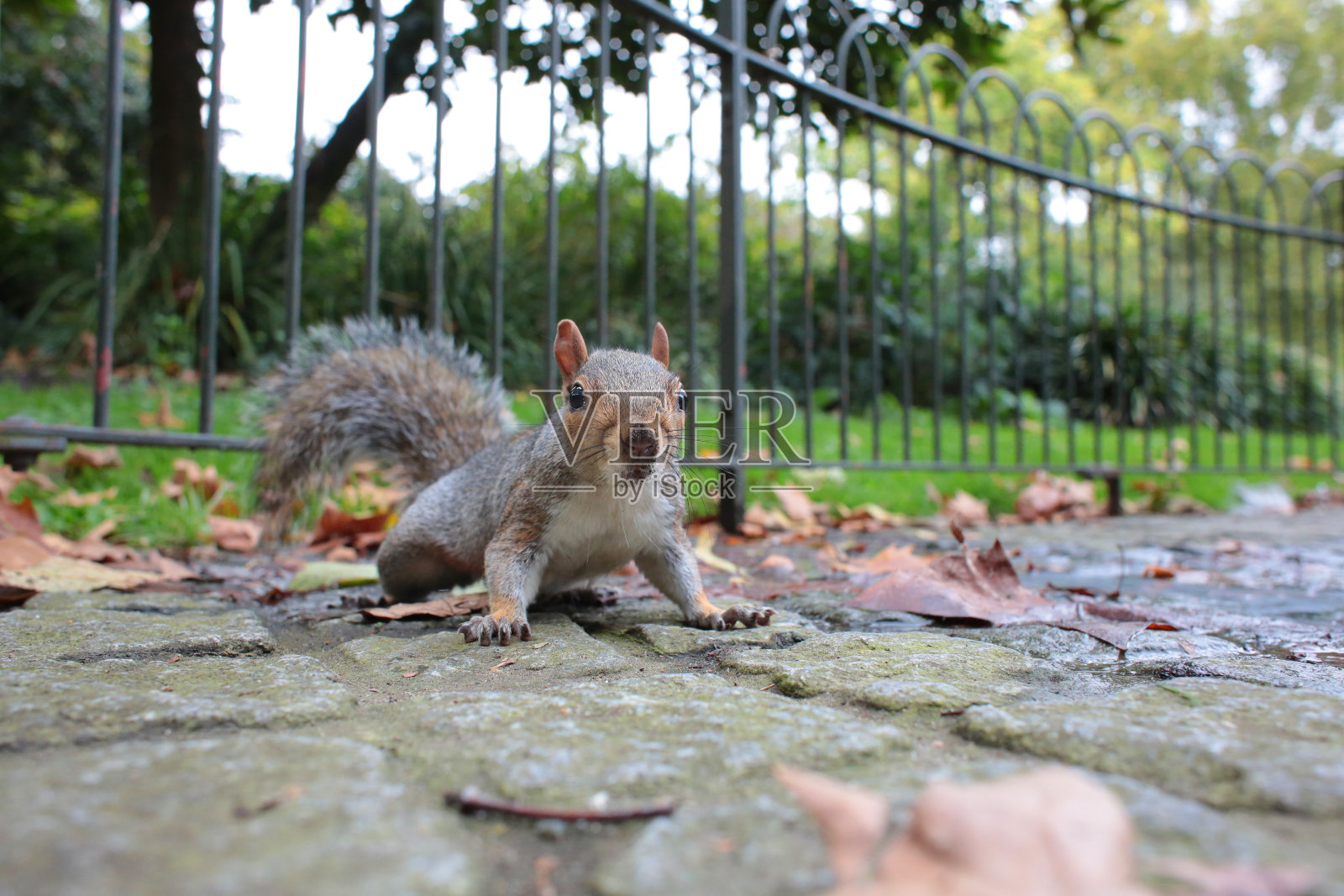伦敦的灰松鼠照片摄影图片