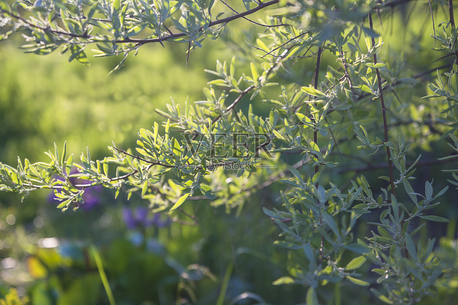美丽的自然背景与小枝的梧桐或银莓枝对着阳光。照片摄影图片