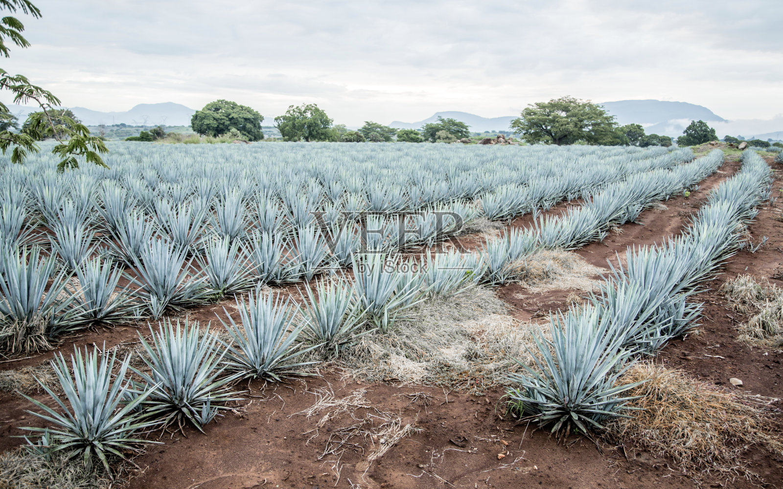 龙舌兰酒的风景照片摄影图片