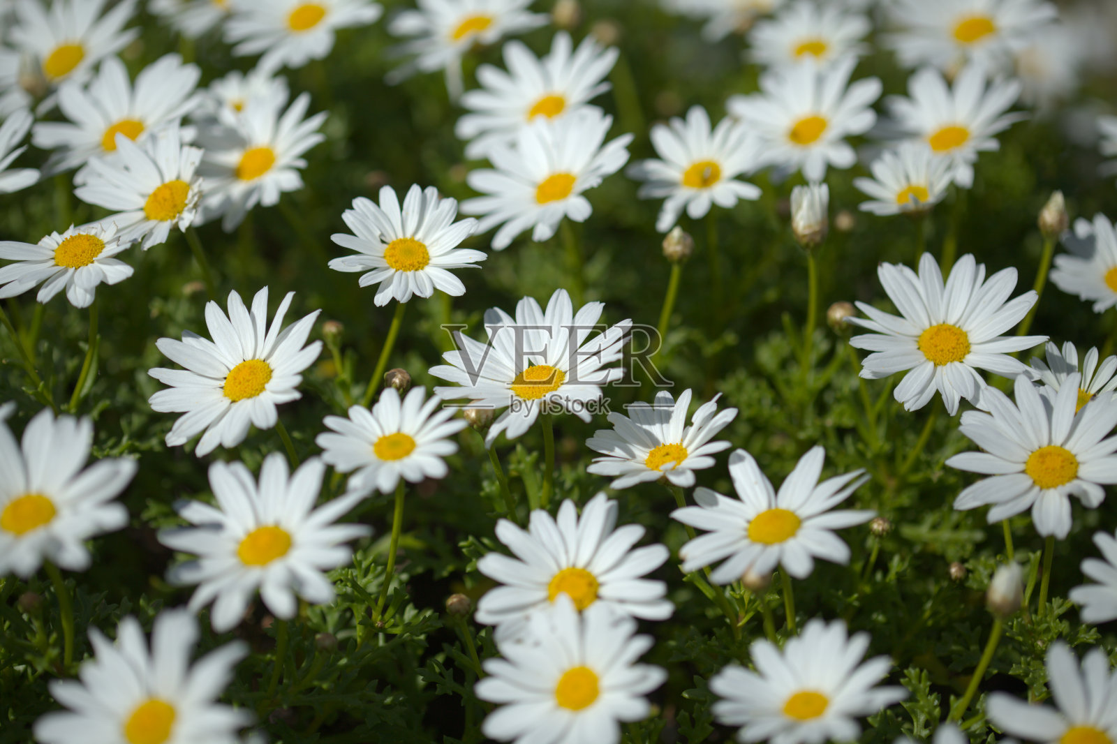 大加那利群岛特有的银花莲，玛格丽特雏菊照片摄影图片