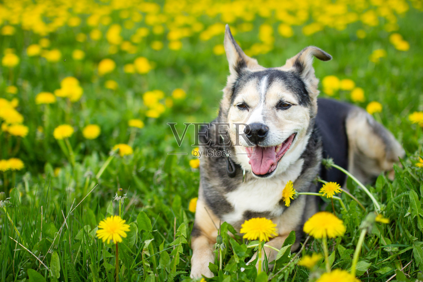 可爱的小狗在春天的蒲公英田里黄色的花里照片摄影图片