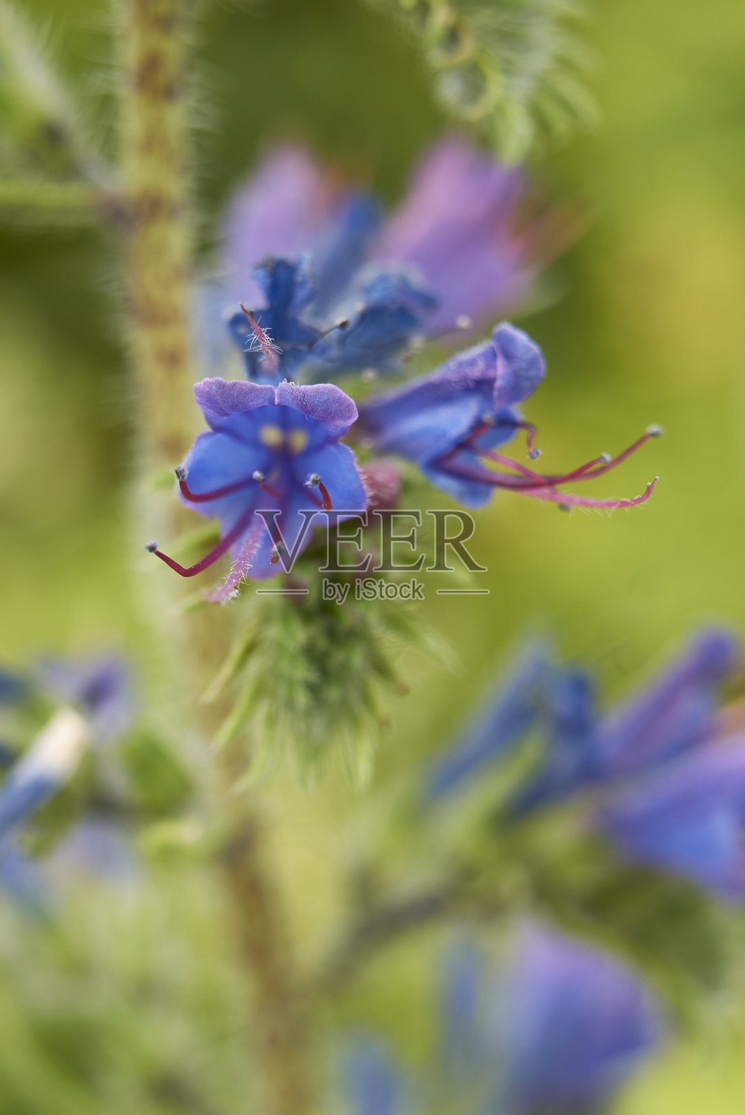 俗气的Echium近景照片摄影图片