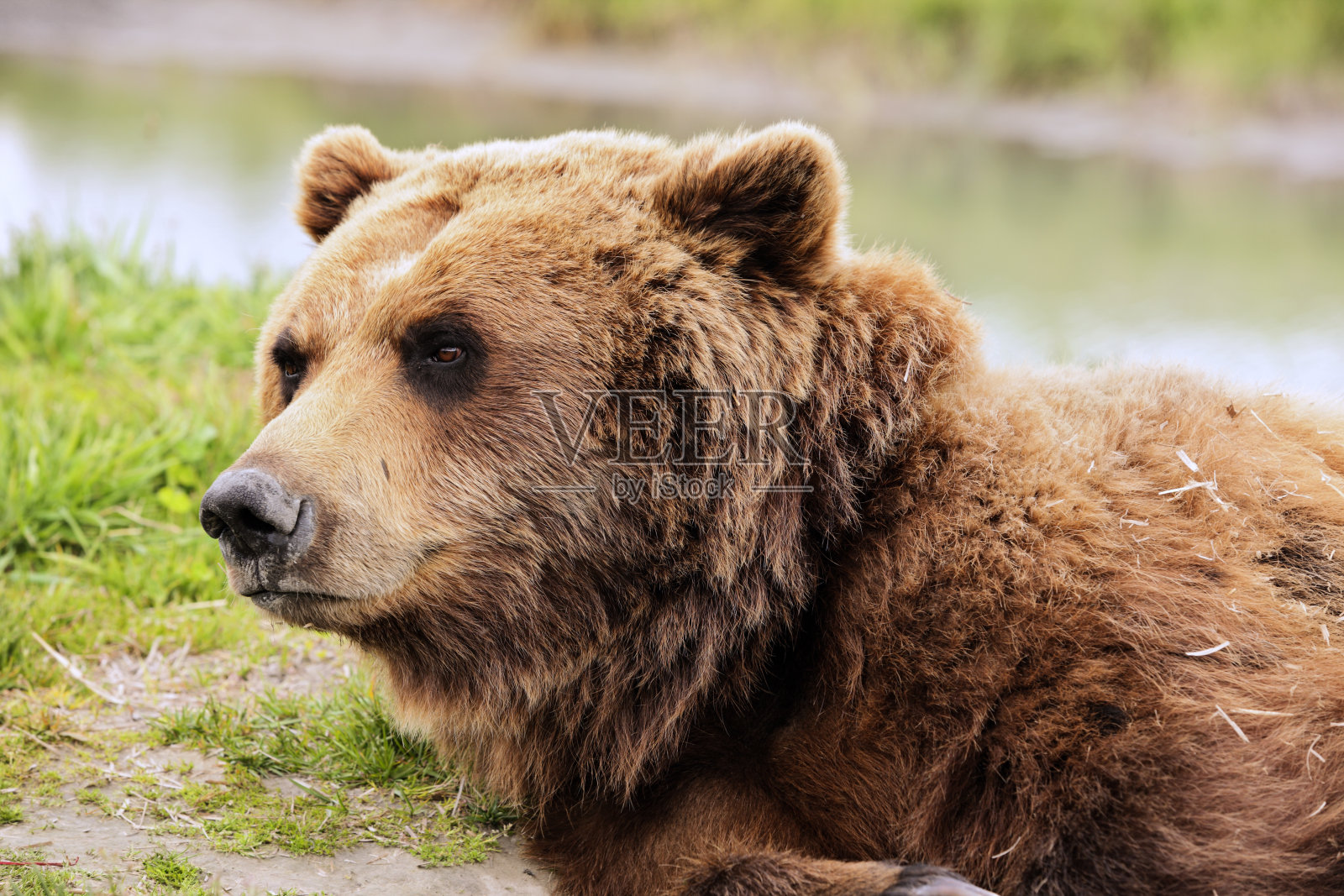 棕熊科迪亚克阿拉斯加棕熊熊照片摄影图片
