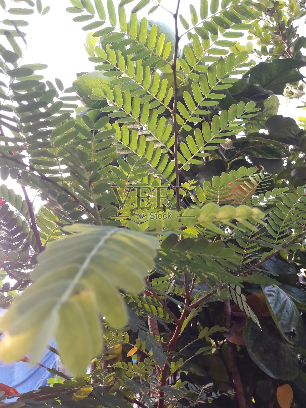 绿色的植物，小叶子，生长在院子里照片摄影图片