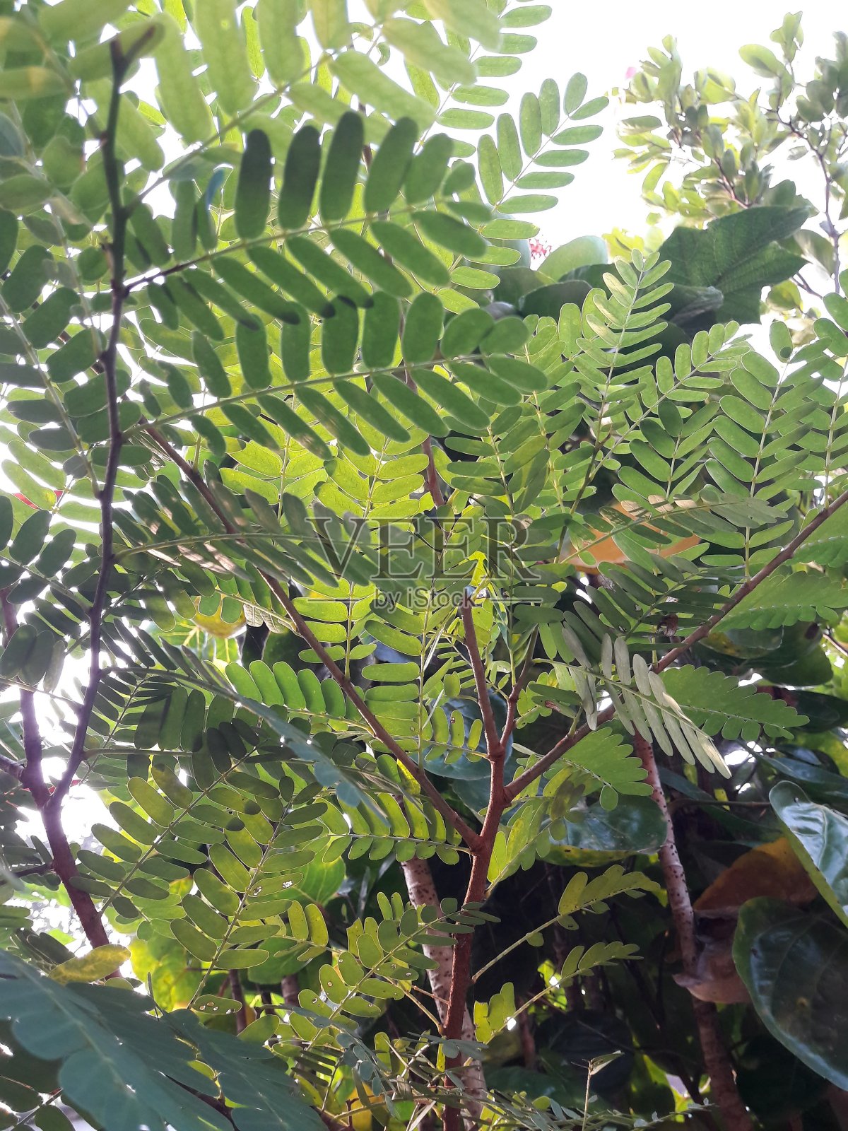 绿色的植物，小叶子，生长在院子里照片摄影图片