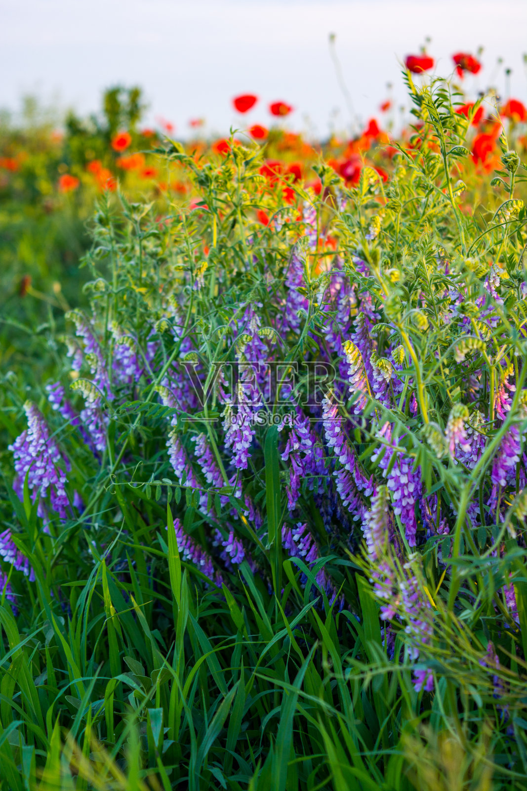 紫色的野豌豆花和红色的罂粟花照片摄影图片