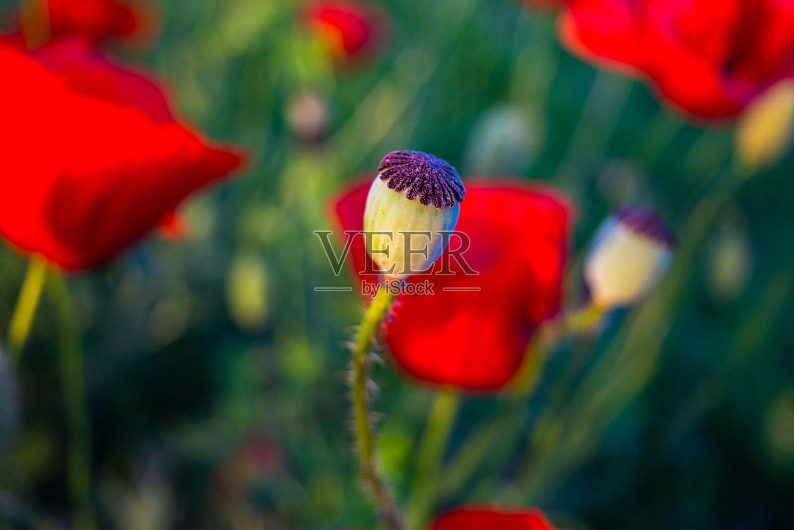 红色的罂粟花照片摄影图片