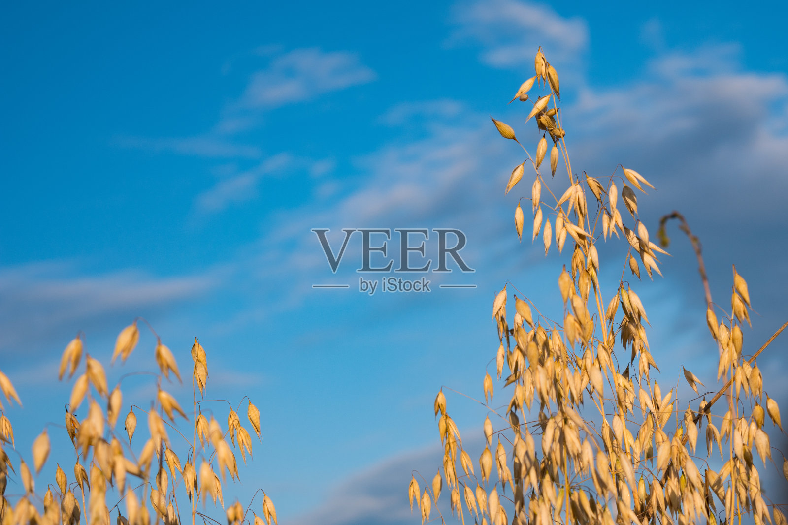 夏日田野上，青云背景下，成熟的燕麦穗。照片摄影图片