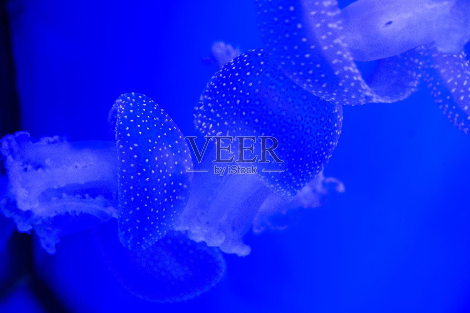 发光的蓝色透明水母在深海照片摄影图片