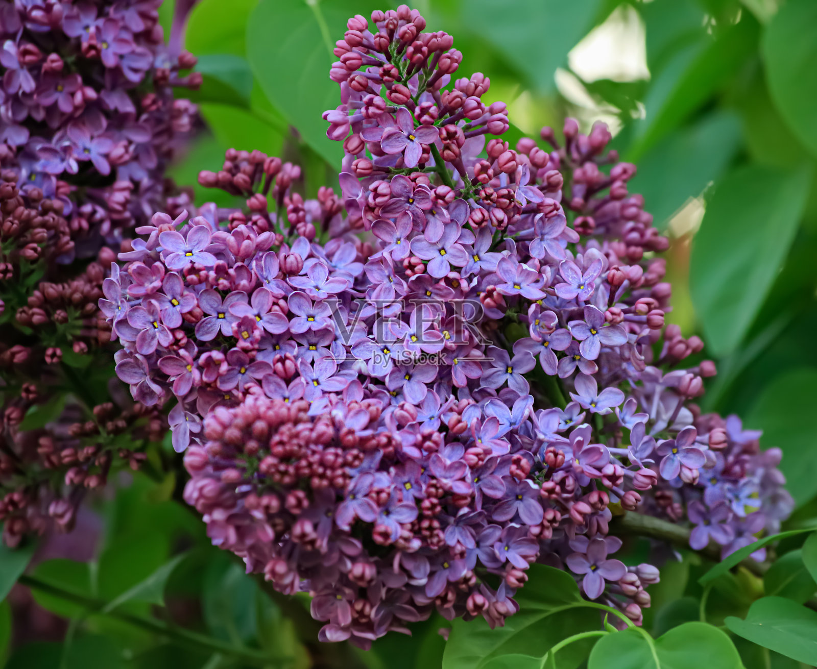 春天花园里丁香的紫罗兰小花。紫丁香盛开的分支。盛开的丁香枝在春天。自然背景照片摄影图片