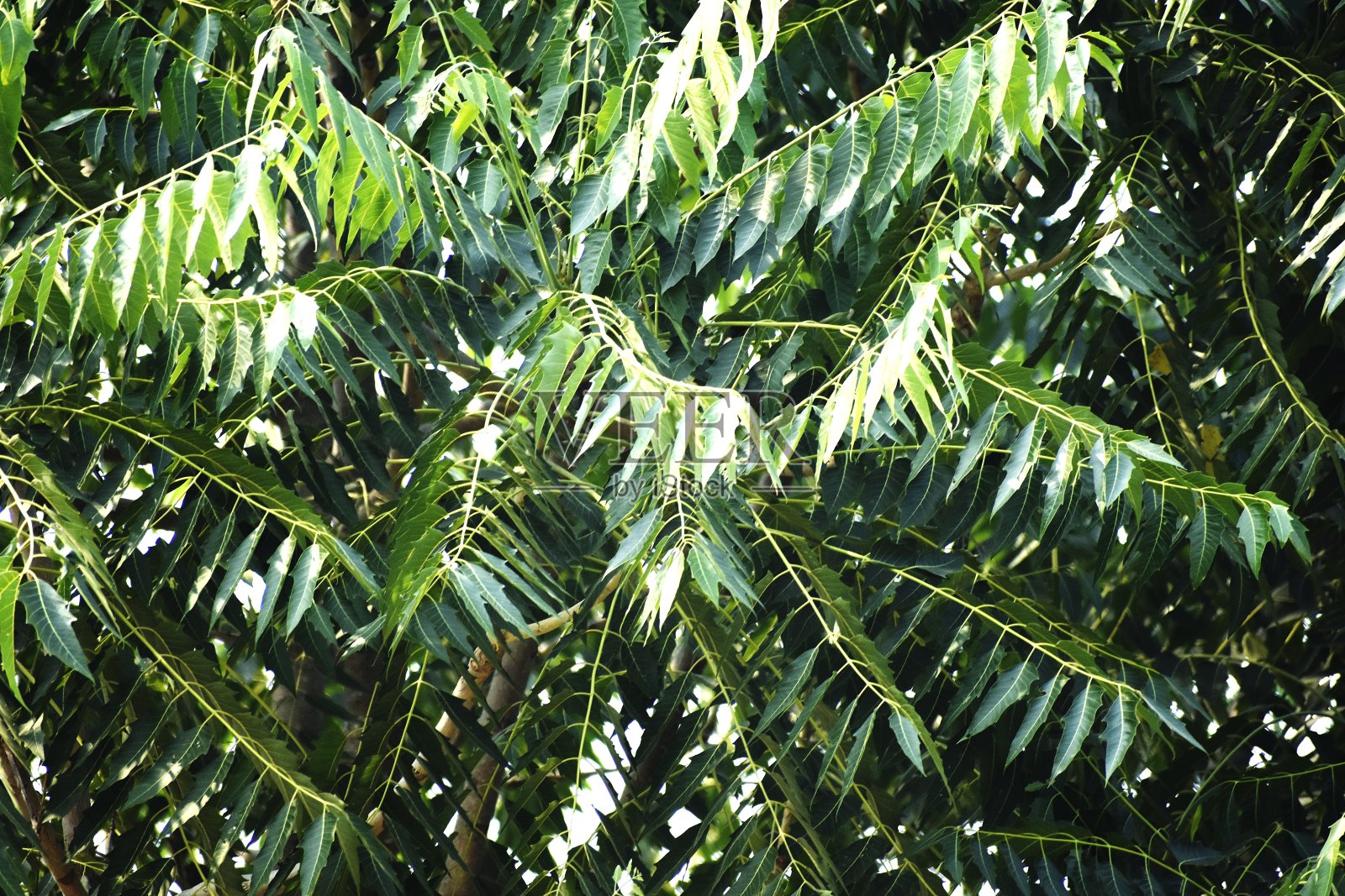 折断的树照片摄影图片