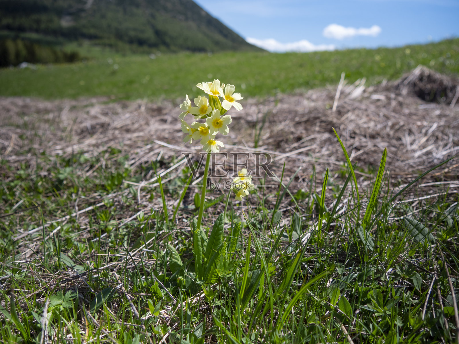 黄色的野花生长在蒙特邦多的滑雪场附近照片摄影图片