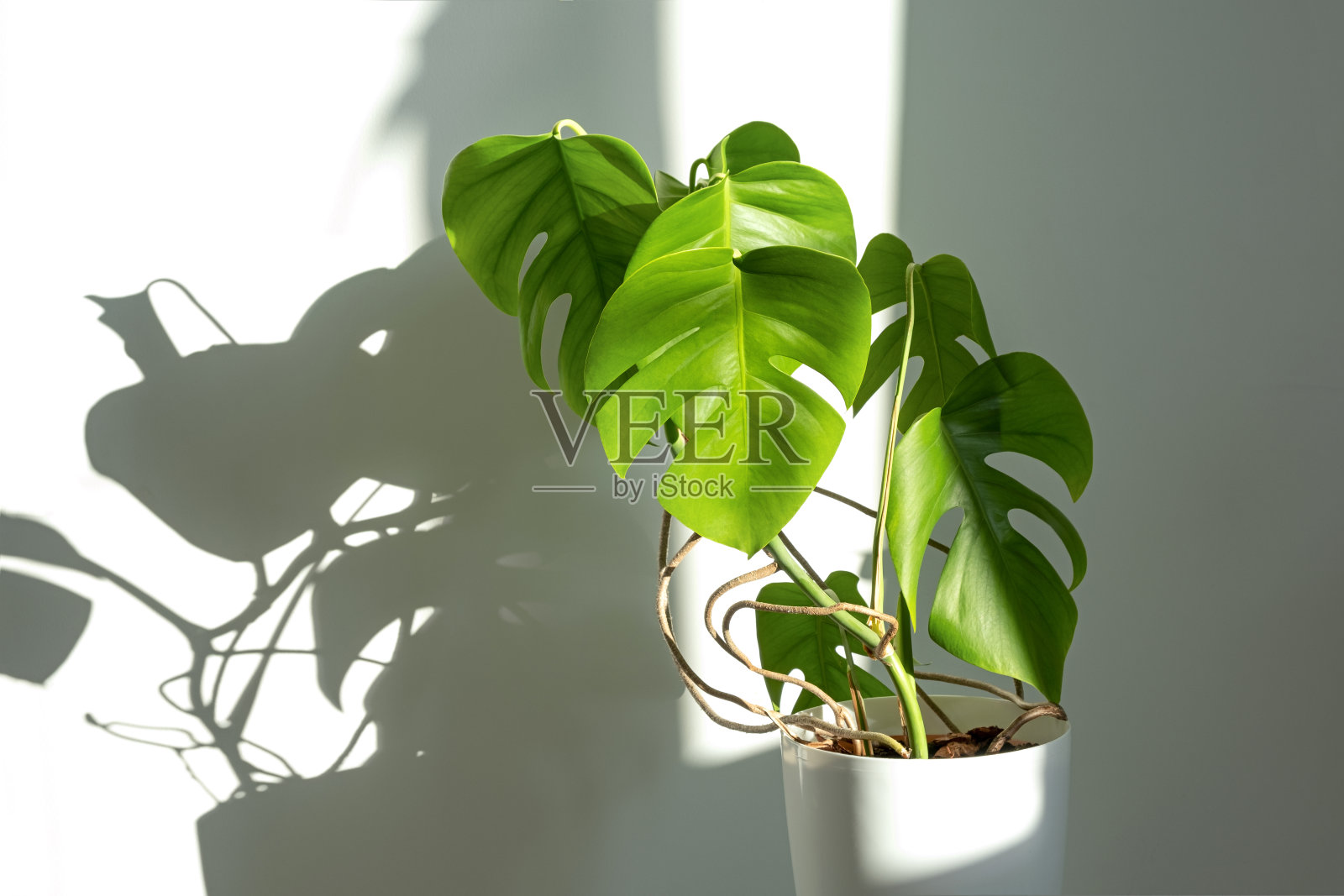 在灰色背景的白色花盆中的怪兽花。简约主义的概念。热带落叶背景。白天,强烈的阴影照片摄影图片